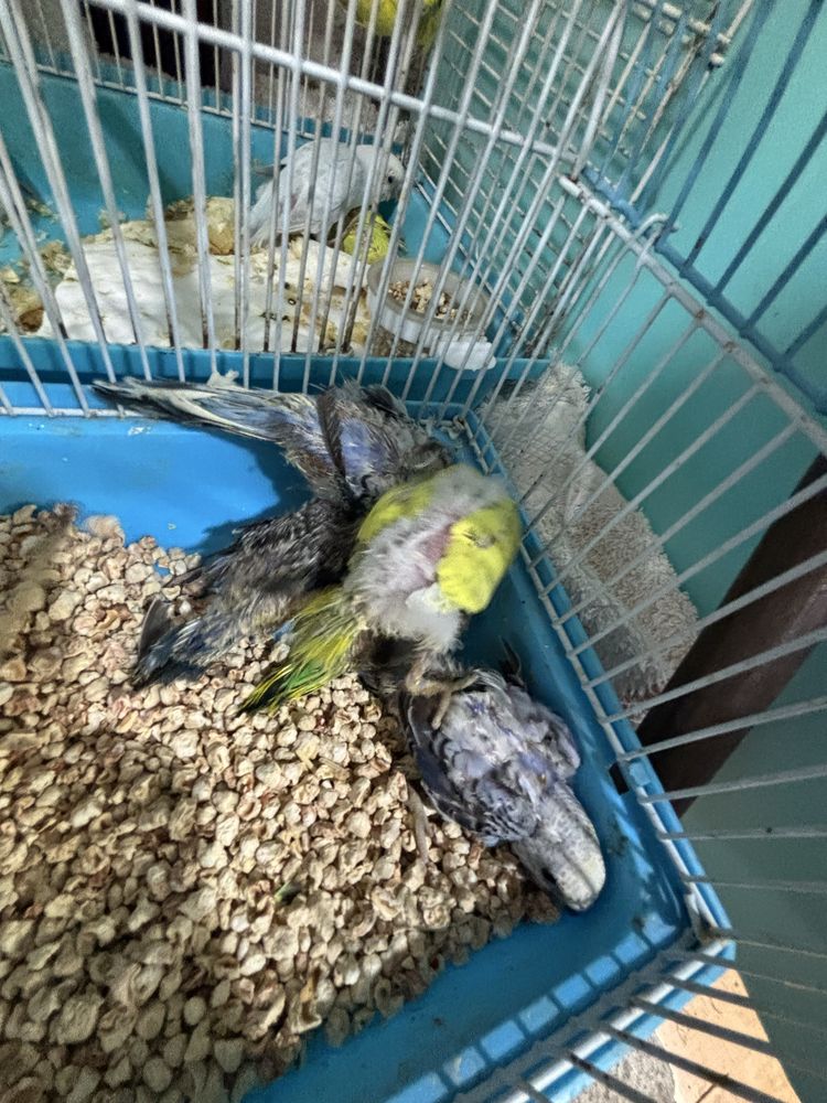 Piriquitos australianos