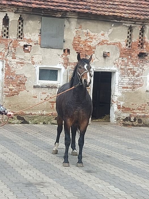 Sprzedam klacz Śląską