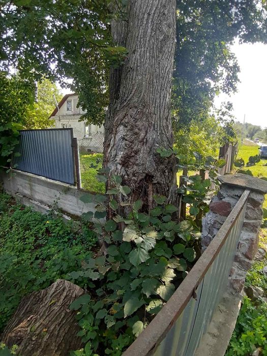 Видалення дерев Корчування пнів Благоустрій. Є послуги ЩЕПОРІЗА
