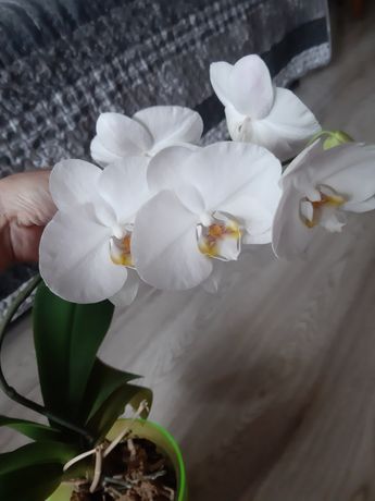 Продам домашню орхідею