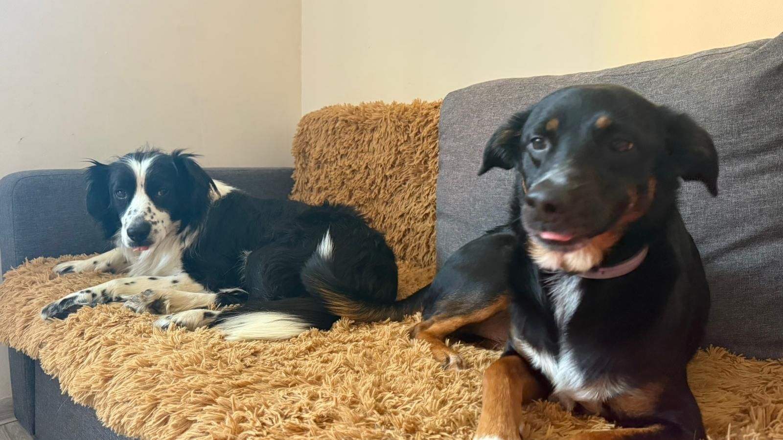 W typie border collie do adopcji