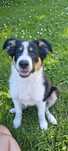Suczka border collie tri color