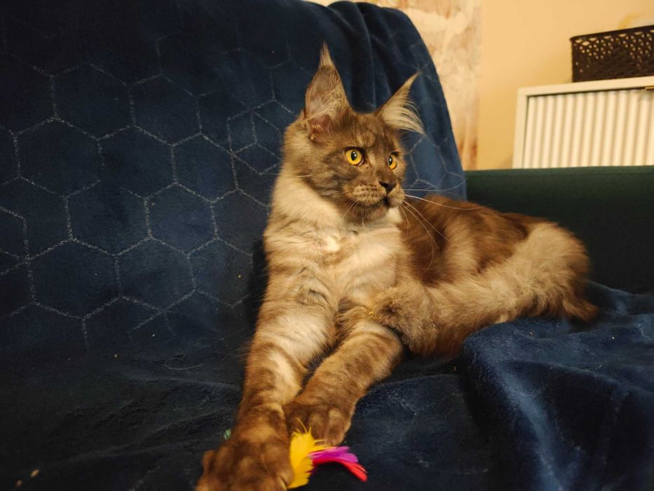 Mco Maine coon kocięta czarne kocur kotka dymne niebieskie xxl