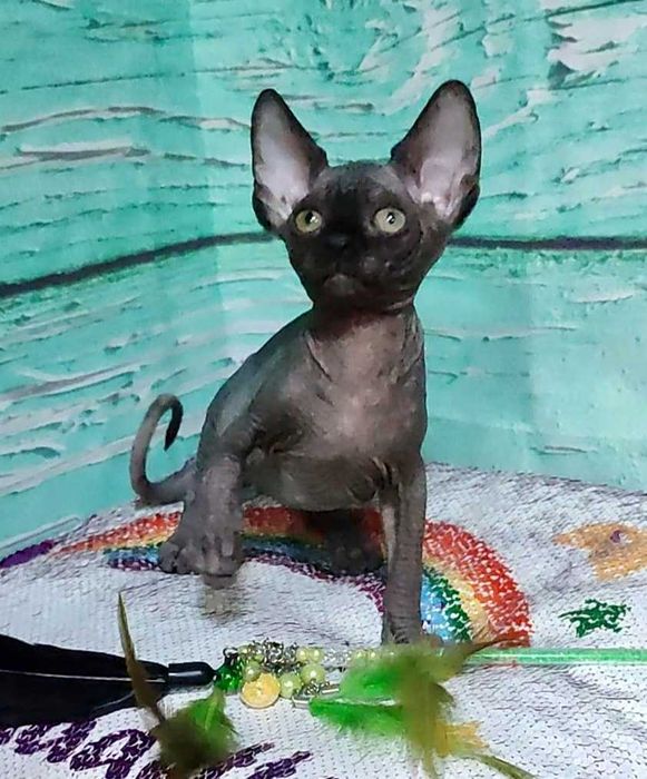 Чорний Канадський сфінкс хлопчик Джексон