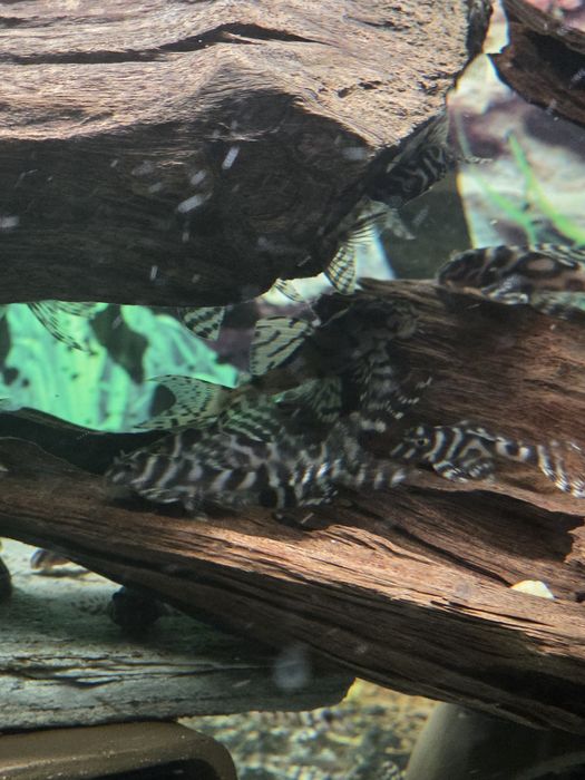 Sprzedam Zbrojnika l236