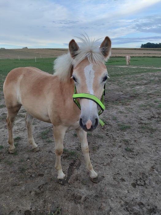 Klaczka haflinger odsadek