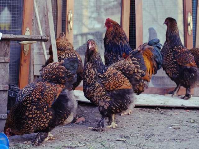 Інкубаційне яйце.(Курчата) Брама - фарфорова, біле золото, золото.