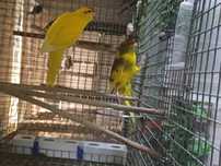 Kakarikis machos 23/24