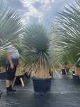 juka ,niebieska ,Yucca rostrata, mrozoodporna -20