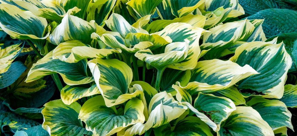 Funkia Hosta 'First Frost' W DONICZCE 2.0L Żółte brzegi, liście