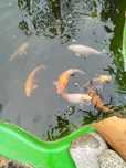 Carpa koi com 15 cm