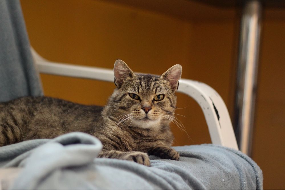 Kocur do adopcji