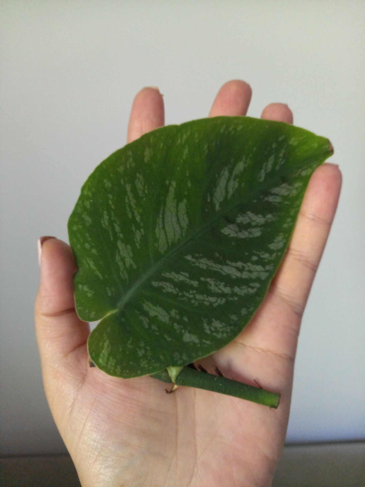 Monstera Dubia duży liść