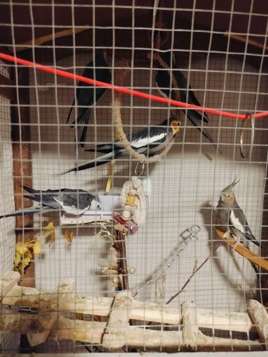 Papugi nimfy z klatką