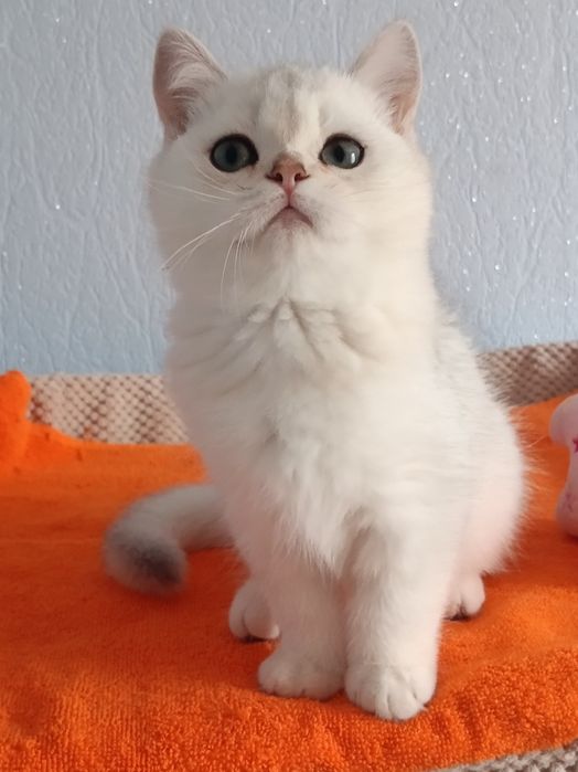 Цей малюк просто бомба