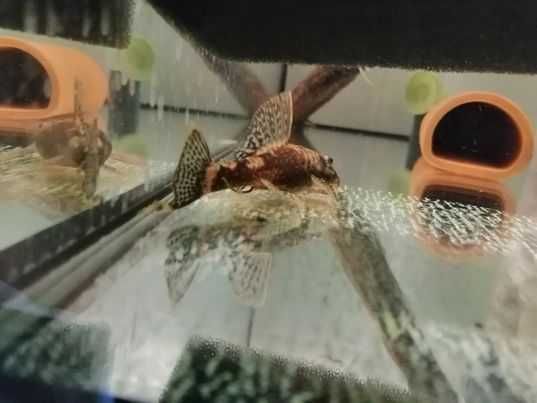 Ancistrus Sp. CALICO tzw LDA 16 zbrojnik glonojad
