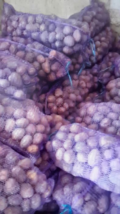 ПРОДАМ картоплю Бела Роса, врожаю 2025 року