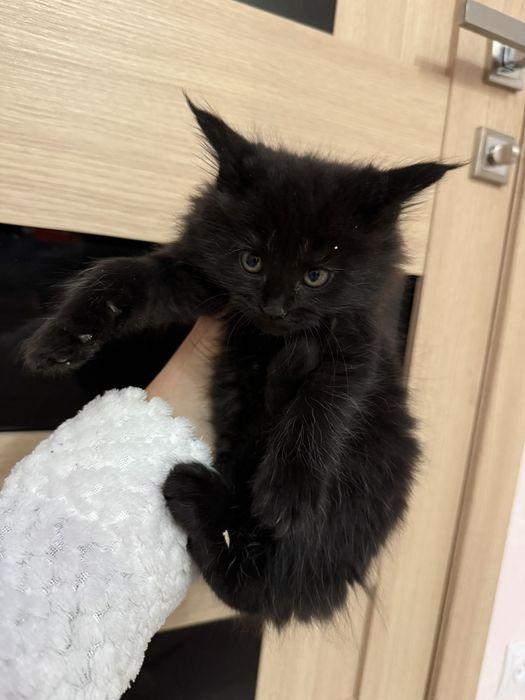 В продажі чудові котята Мейн кунята.