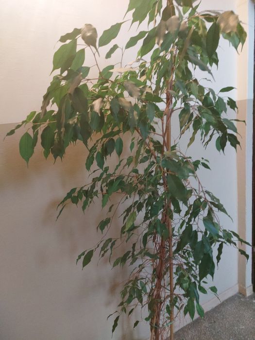 Ficus Benjamin około 200 cm