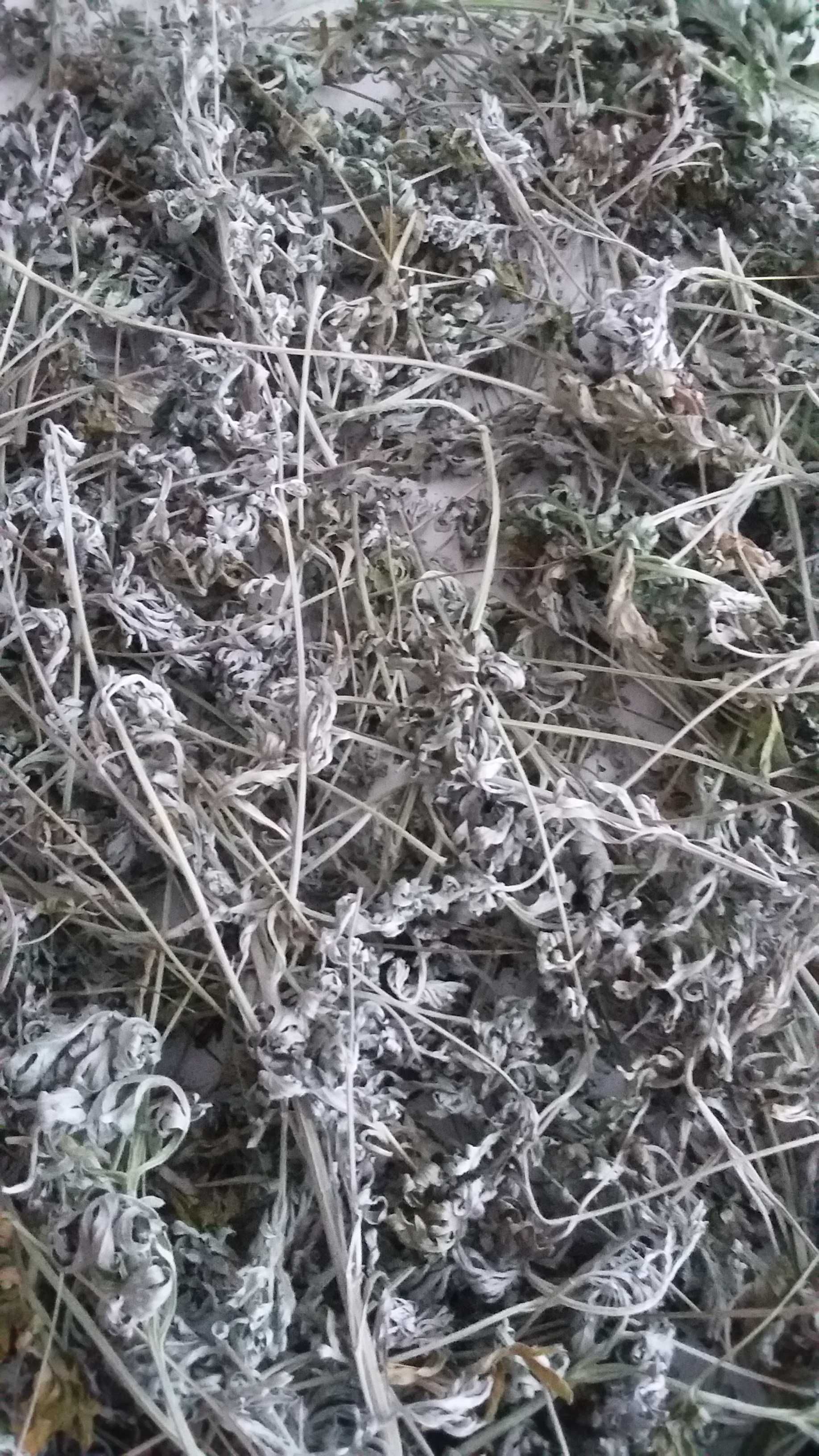 Piolun bylica ziele suszone na pasożyty