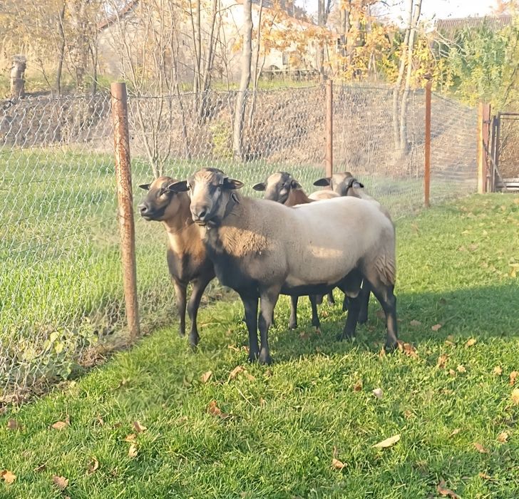 Sprzedam Tryka Nolan