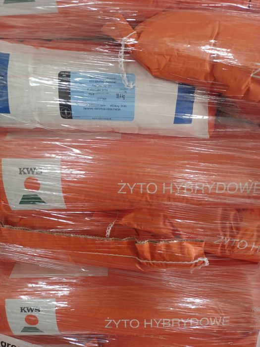 Żyto Hybrydowe KWS Fidalgor Gilmor Igor kwalifikat C1