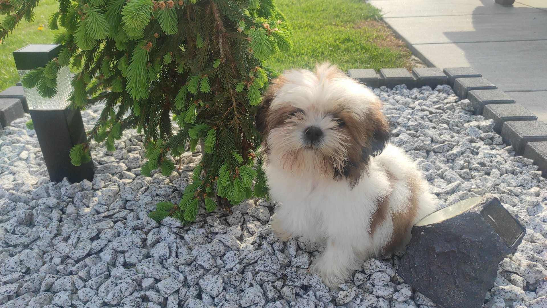 Shih Tzu chłopczyk tricolor