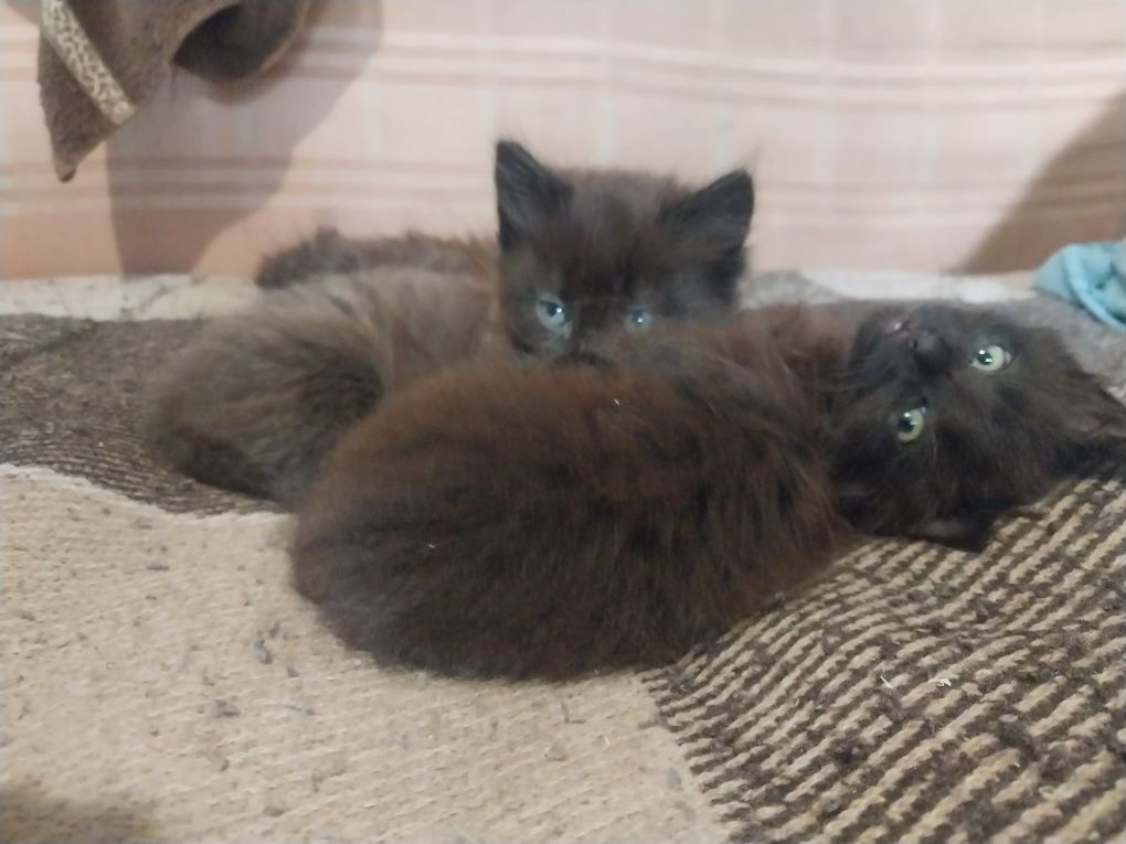 Отдам котят британцев