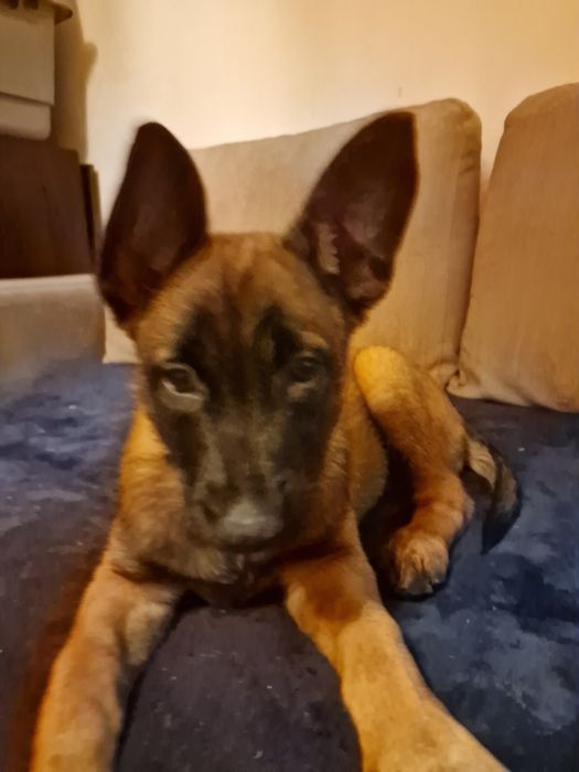 Pastor Belga Malinois