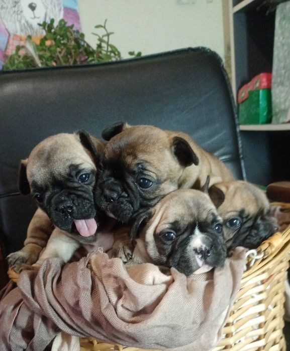 Готуються до переїзду малюки.