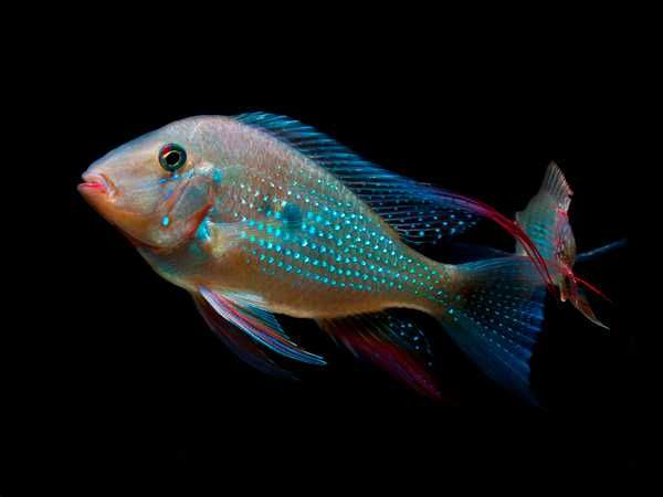 Kopik Heckela - F1 - Acarichthys heckelii - Kropik - Ziemiojad - dowóz