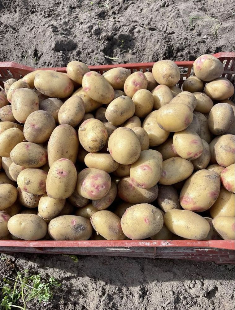 Produtos biologicos