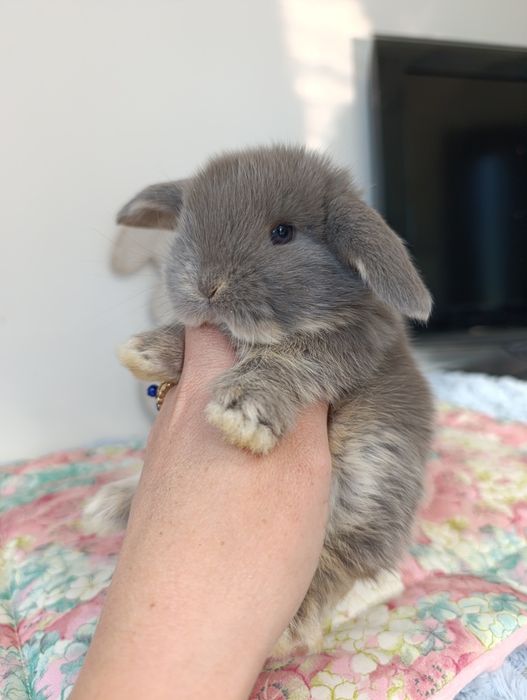 Królik króliczek mini lop hodowla zarejestrowana