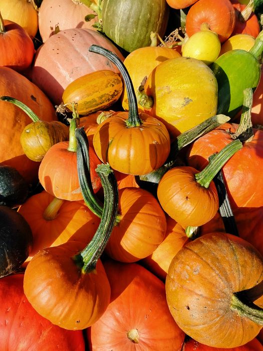 Dynia ekologiczna BIO niepryskana Hokkaido i inne