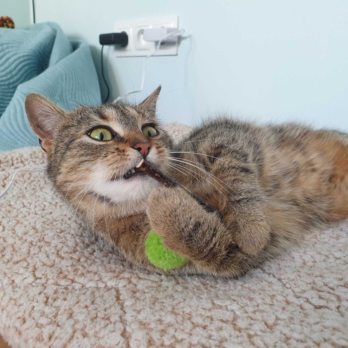 Koko szuka kochającego domku! Stowarzyszenie Częstochowa dla Zwierząt