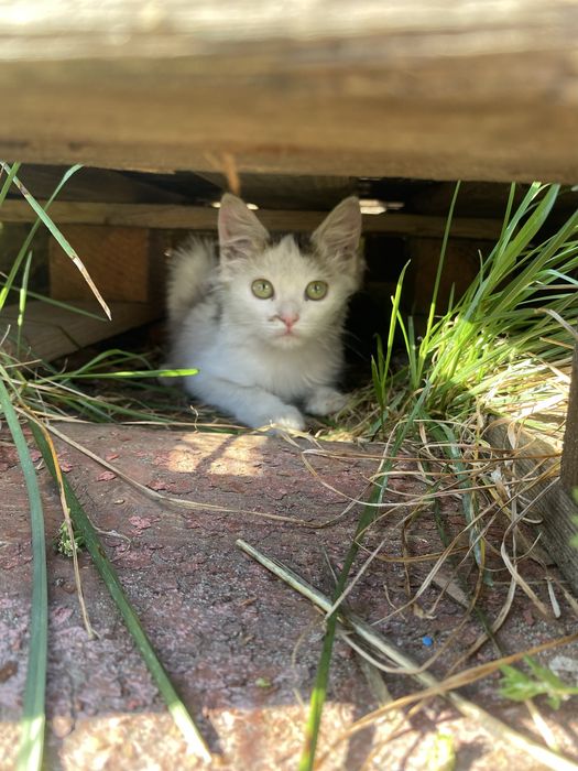 Котики в добрі руки