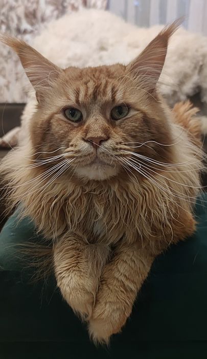 Maine Coon niebieski pręgowany kocurek rodowód FPL