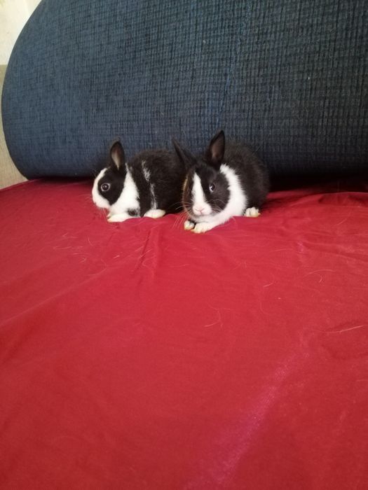 Króliczek karzełek Lewek, Teddy, Mini Lop