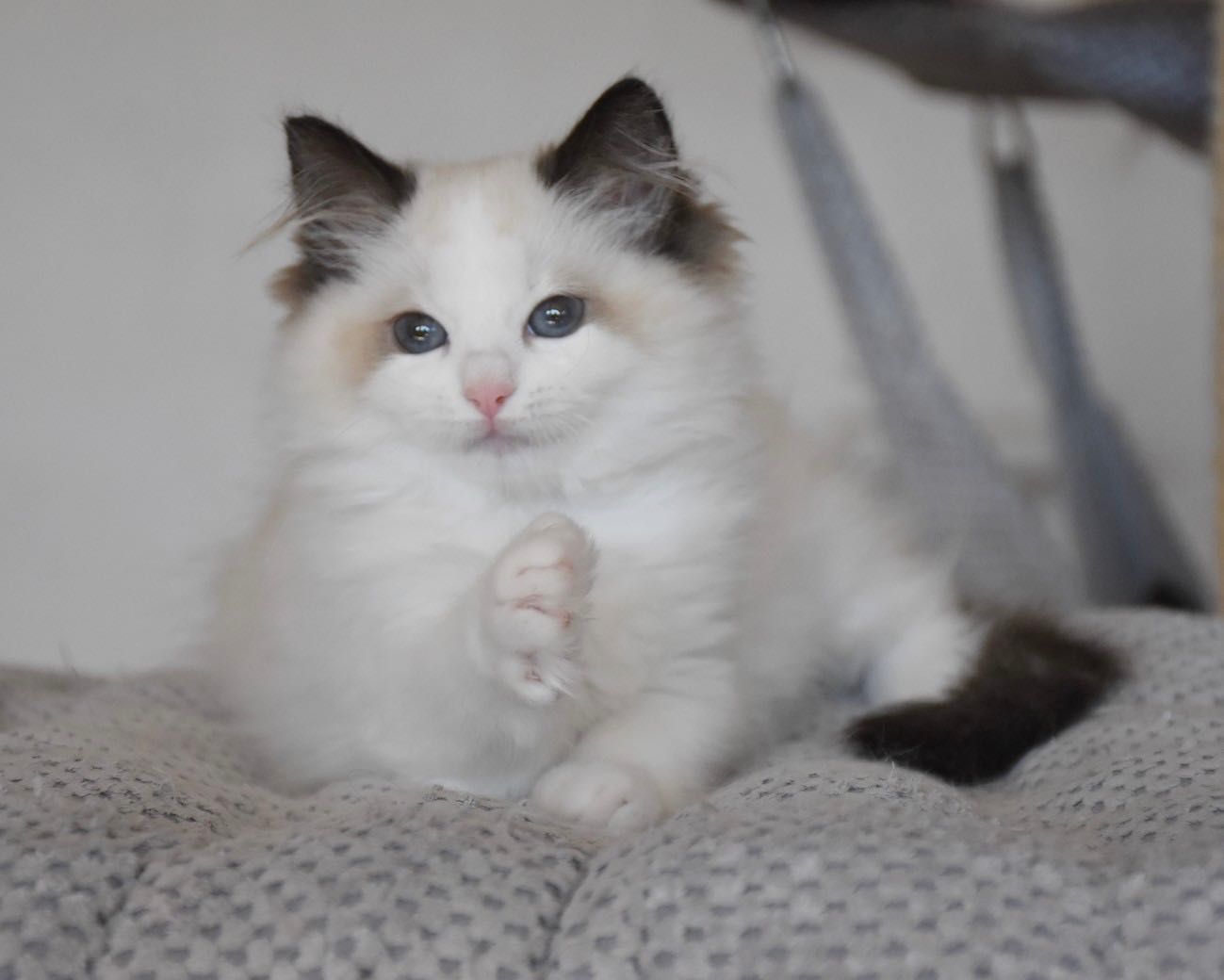 Cudowna koteczka Ragdoll Sisi z rodowodem FIFE