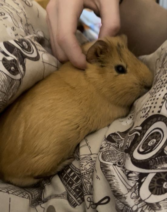 Морська свинка хлопчик