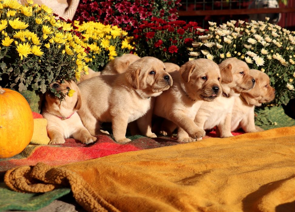 Цуценята Лабрадор ретривер