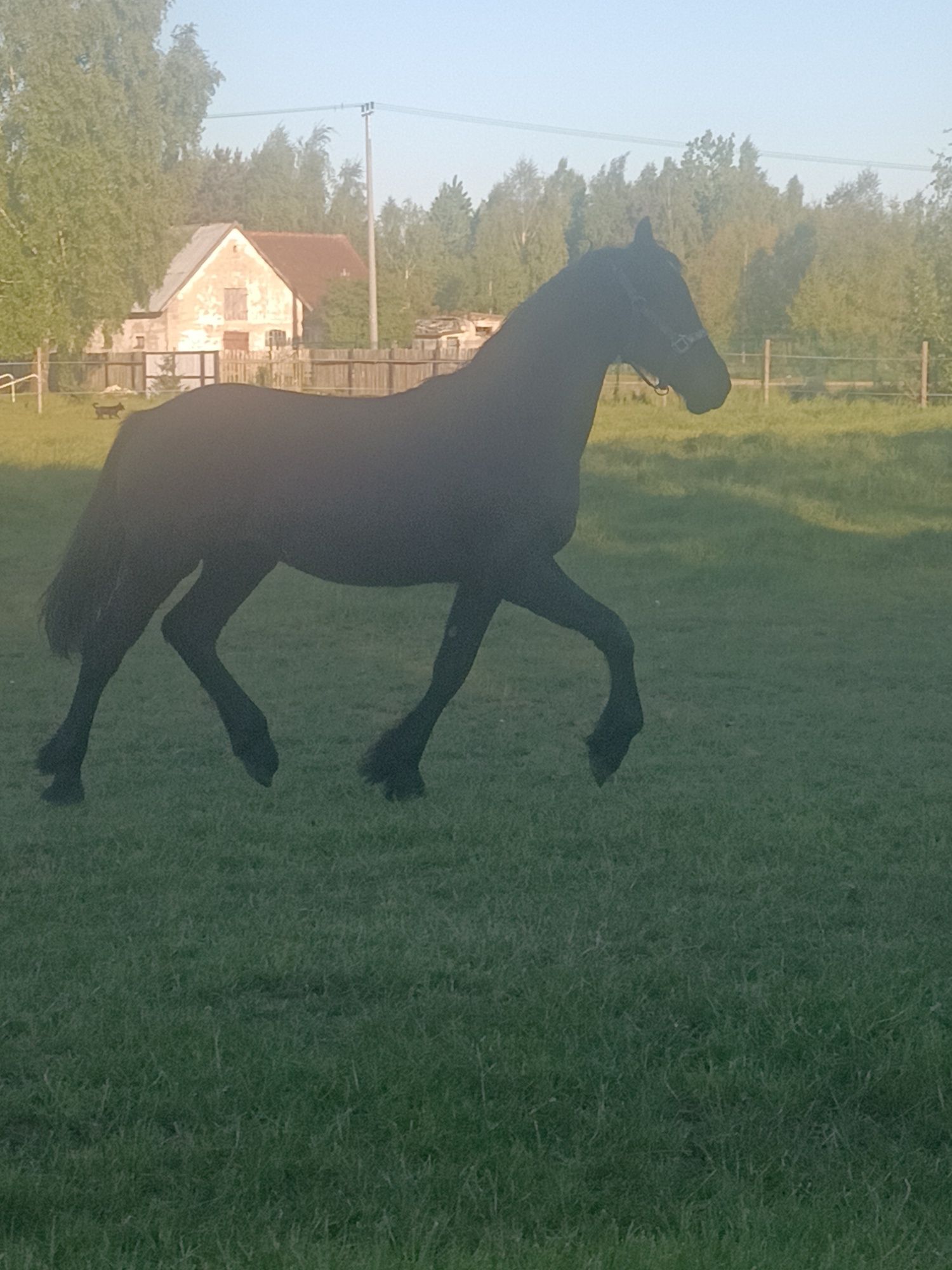 Fryz klacz i klacz księga główna sp