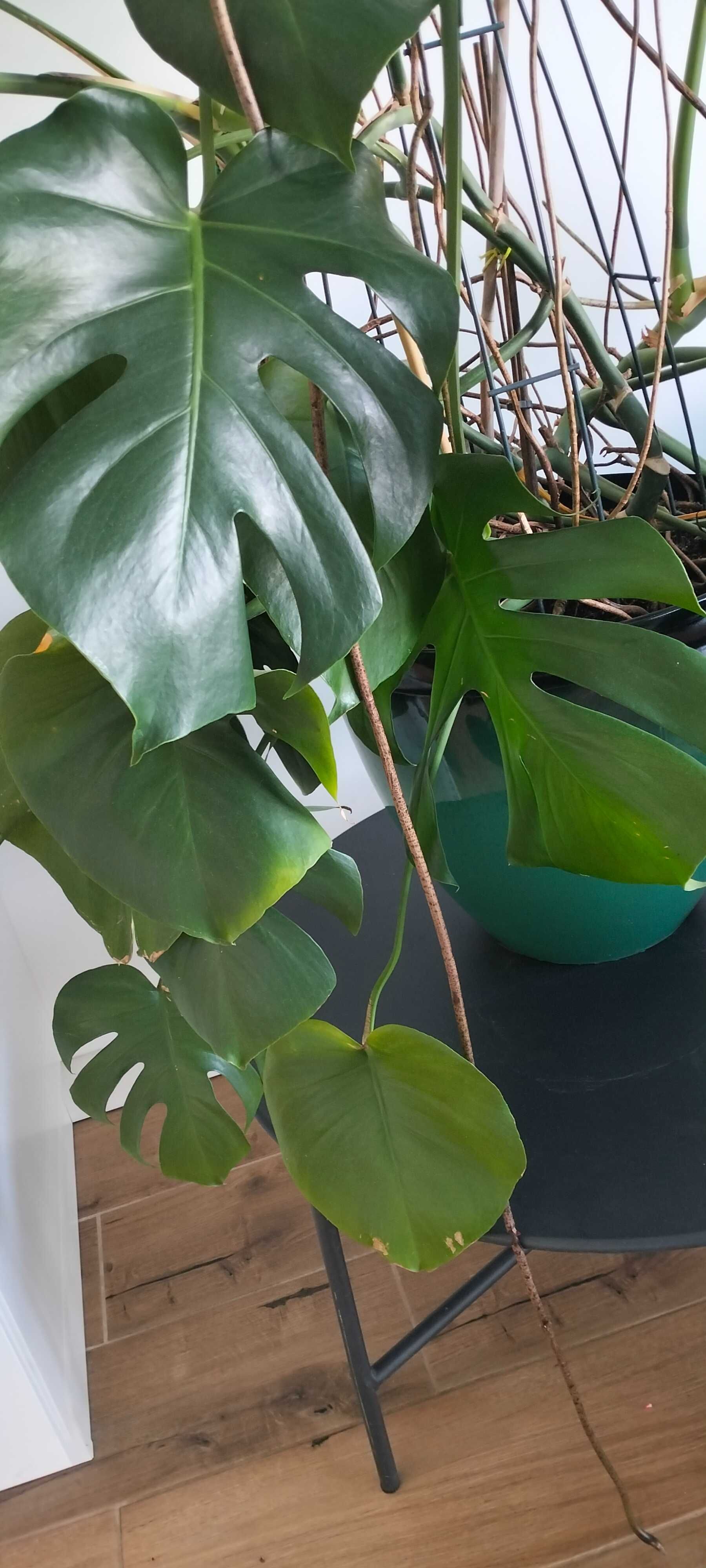 Monstera , kwiat w doniczce
