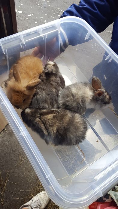 Królik karzelek Tedi mega promocja