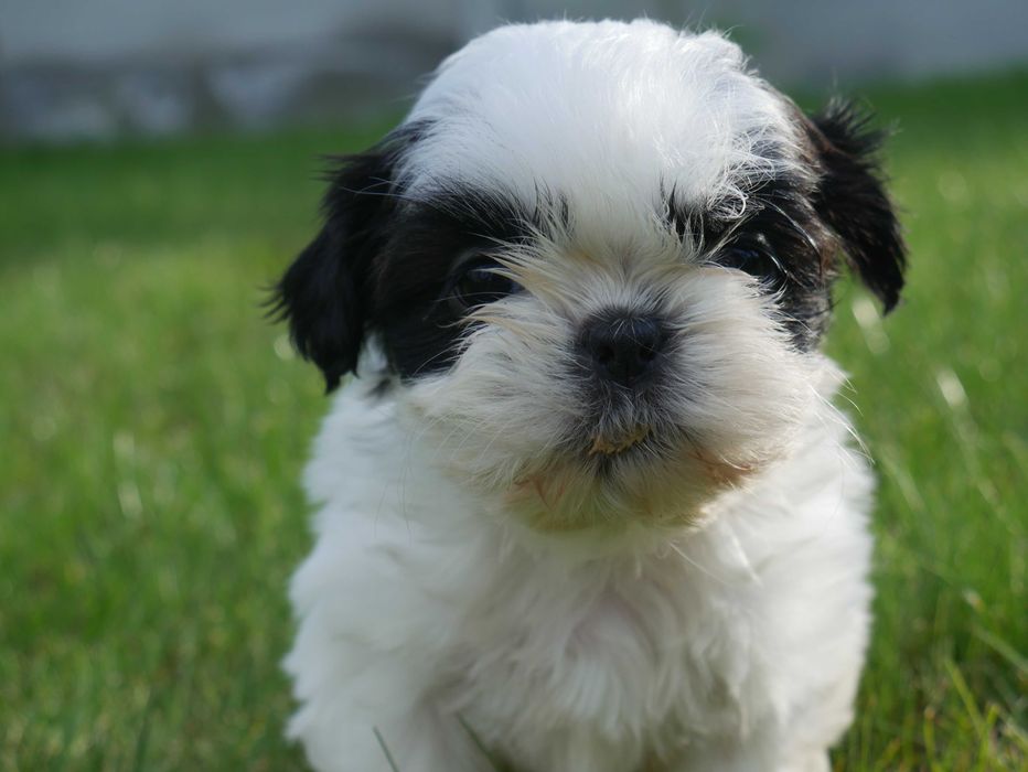SHIH TZU - suczka
