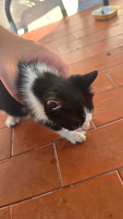 Gatinhos com 2 meses. Para adoção.