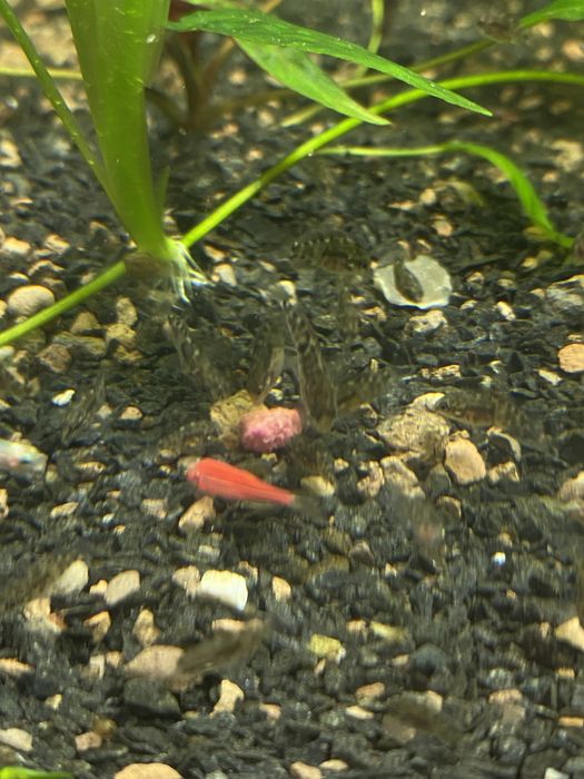 Аквариумная рыбка Цехлида Седжика