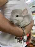 Szynszyla (Chinchilla)