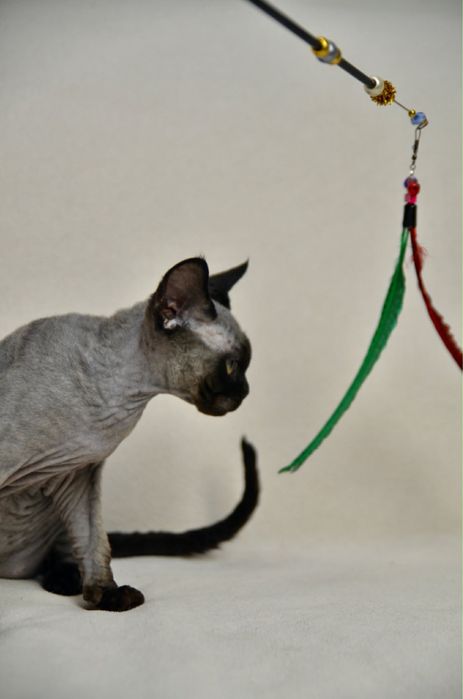 Чорний хлопчик девон рекс