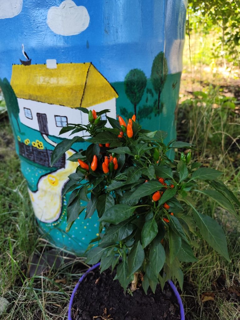 Гіркий перець "Козацький"(червоний),, " Capsicum orange"